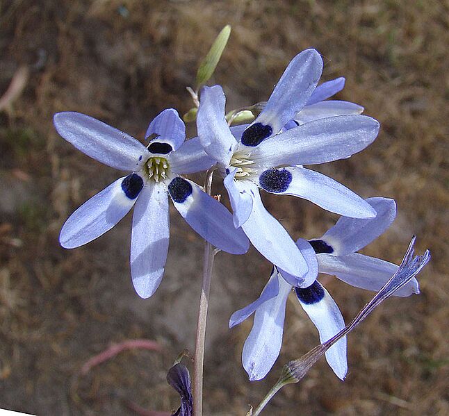 Conanthera campanulata (8467139250)
