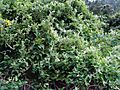 Convolvulus canariensis 2
