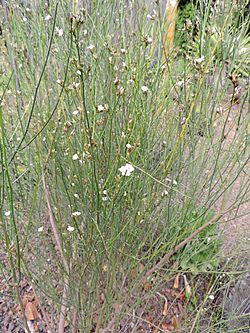 Convolvulus scoparius kz3.JPG