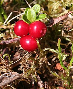 Archivo:Cowberry (Vaccinium vitis-idaea) - geograph.org.uk - 955887