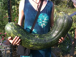 Archivo:Cucurbita moschata Long of Naples Squash