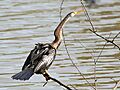 Darter-Bharatpur