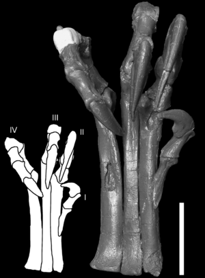 Archivo:Deinonychus foot flexion