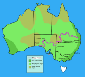 Archivo:Dingo fence in Australia
