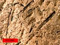 DiplograptusCaneySprings