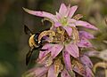 Eastern carpenter bee on spotted bee balm (70467)