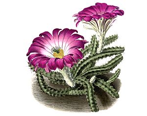 Archivo:Echinocereus pentalophus pentalophus pm