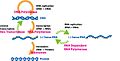 Extended Central Dogma with Enzymes