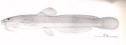 FMIB 52318 Haptapterus stewarti Haseman Type.jpeg