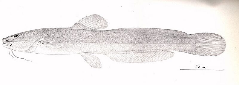 FMIB 52318 Haptapterus stewarti Haseman Type