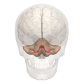 Flocculonodular lobe -- 01