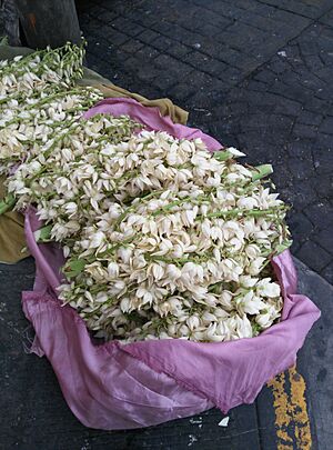 Archivo:Flor de izote