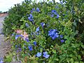 Flores azules Parque Andarax