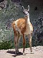 Guanaco centro de ski La Hoya