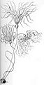 Haeckel Nereocystis luetkeana