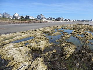 Higgins Beach low tide.jpg