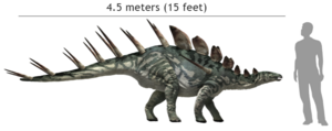 Archivo:Kentosaurus size comparison with human