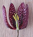 Kievitsbloem