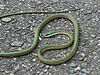 Leptophis coeruleodorsus.jpg