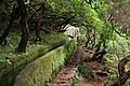 Levada Madeira