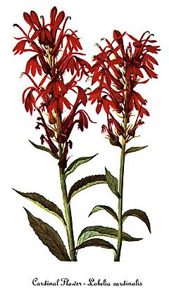 Archivo:Lobelia cardinalis-4, by Mary Vaux Walcott
