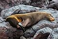 Lobo marino (Zalophus californianus wollebaeki), isla Lobos, islas Galápagos, Ecuador, 2015-07-25, DD 49
