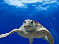 Loggerhead Turtle (5884715439)