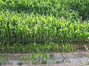 Archivo:Maize Plantation