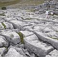 Malham lings 02