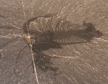 Archivo:Marrella (fossil)