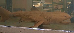 Archivo:Megamouth shark japan