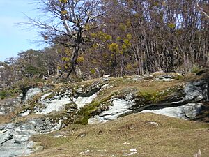 Archivo:Misodendrum punctulatum on lenga