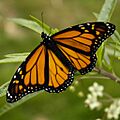 Monarch Butterfly 17-03-2006 6-44-40 p.m.