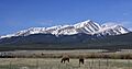 Mount Elbert and horses