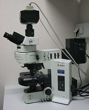 Archivo:Olympus-BX61-fluorescence microscope