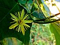 Passiflora lutea - Yellow Passionflower