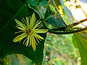 Archivo:Passiflora lutea - Yellow Passionflower