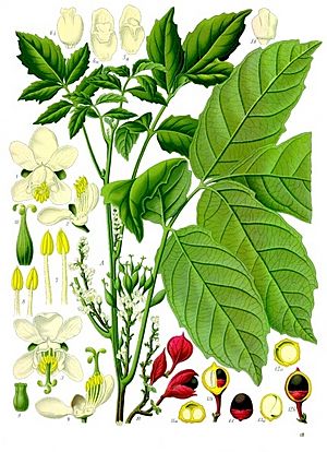 Paullinia cupana - Köhler–s Medizinal-Pflanzen-234.jpg