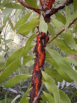 Archivo:Persoonia levis bark nowra