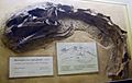 Plateosaurus quenstedti