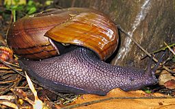 Archivo:Powelliphanta hochstetteri hochstetteri DOC 2009