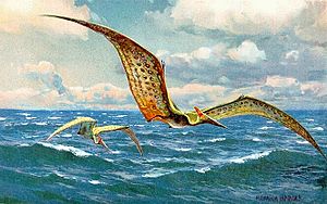 Archivo:Pteranodon hharder