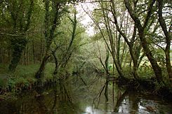 Río Barcala ó seu paso por Covas, Negreira 15IX2011.JPG