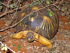 Archivo:Radiated Tortoise - Astrochelys radiata - Madagascar