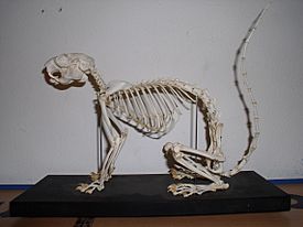Archivo:Ratufa skeleton