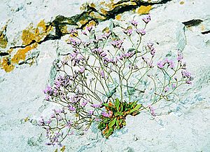 Archivo:Rock Sea Lavender