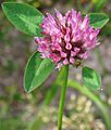 Rotklee Trifolium pratense