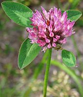 Rotklee Trifolium pratense
