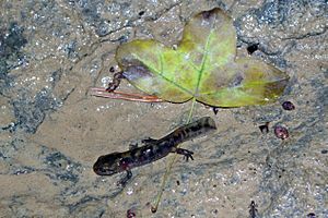 Archivo:Salamandra salamandra 02 by-dpc