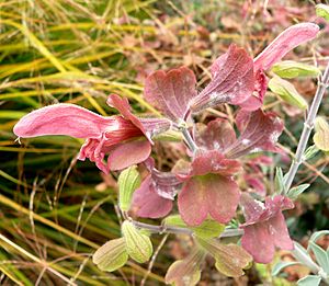 Archivo:Salvia lanceolata 2